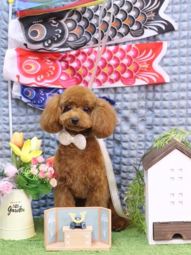 20230518モモちゃん